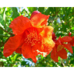 GRANATOWIEC WŁAŚCIWY Punica granatum