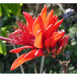 ERYTRYNA ZMIENNA Erythrina indica