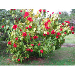 ARNOTA WŁAŚCIWA Bixa orellana