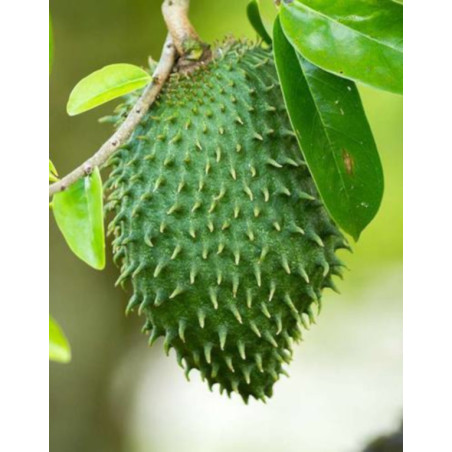 FLASZOWIEC MIĘKKOCIERNISTY Annona muricata