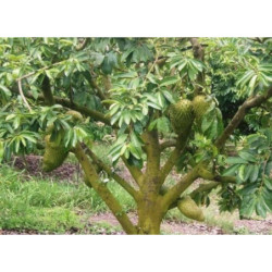 FLASZOWIEC MIĘKKOCIERNISTY Annona muricata