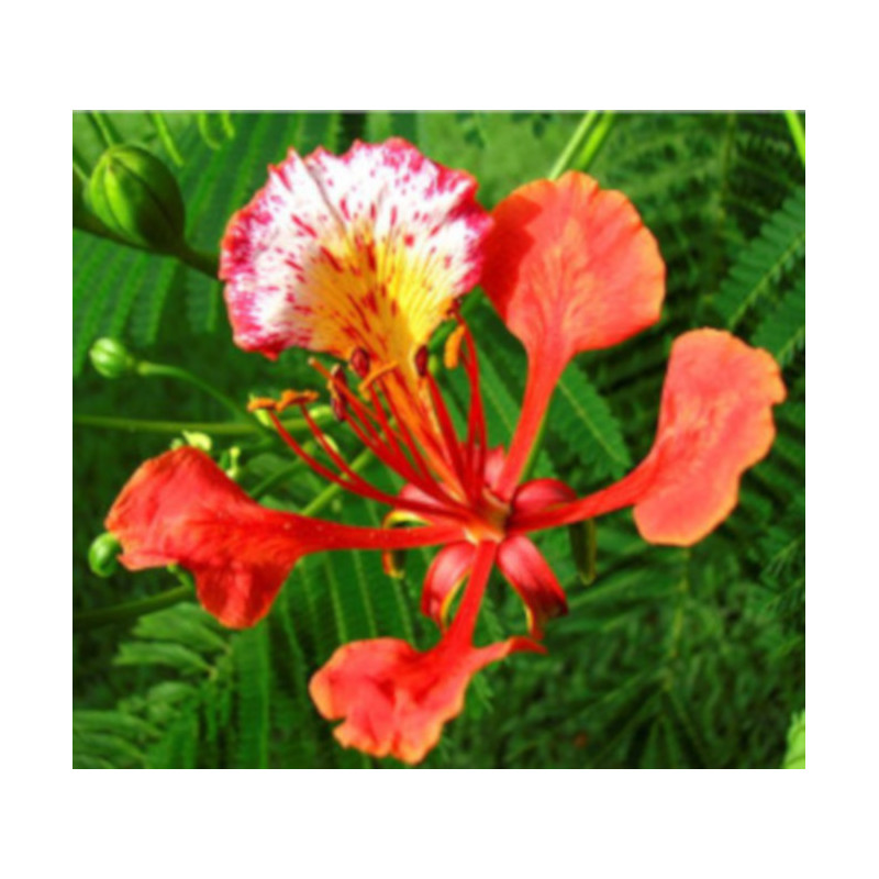 PŁOMIEŃ AFRYKI Delonix regia