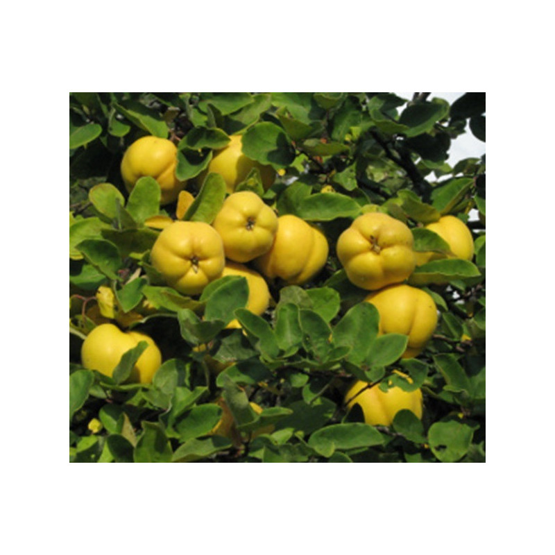 PIGWA POSPOLITA Cydonia oblonga