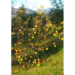 PIGWA POSPOLITA Cydonia oblonga