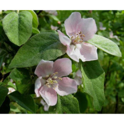 PIGWA POSPOLITA Cydonia oblonga