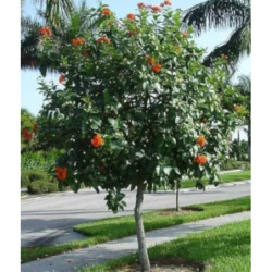 KOSTLIWKA SZKARŁATNA Cordia sebestena