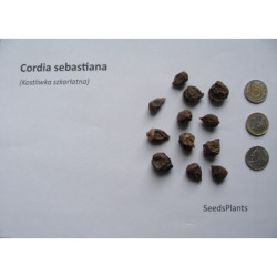 KOSTLIWKA SZKARŁATNA Cordia sebestena