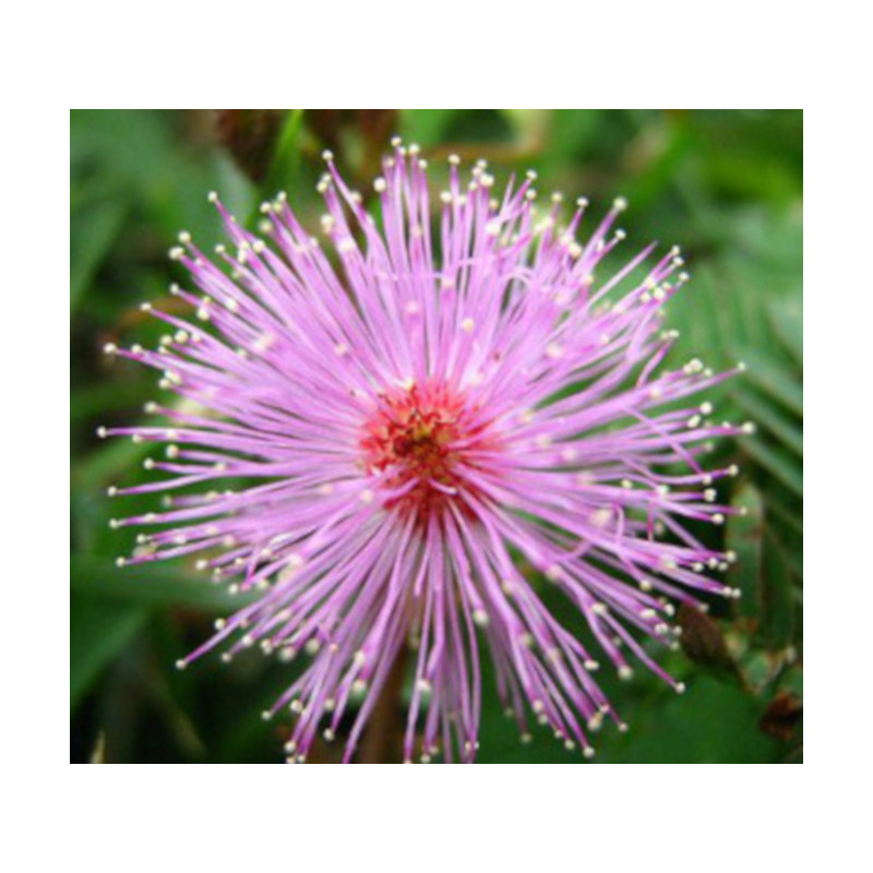 MIMOZA WSTYDLIWA Mimosa pudica