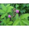 MIMOZA WSTYDLIWA Mimosa pudica