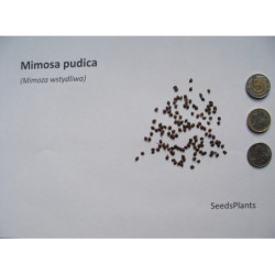 MIMOZA WSTYDLIWA Mimosa pudica