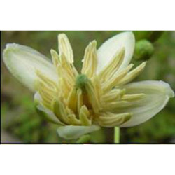 KLEISZCZE SMAKOWITE Aegle marmelos