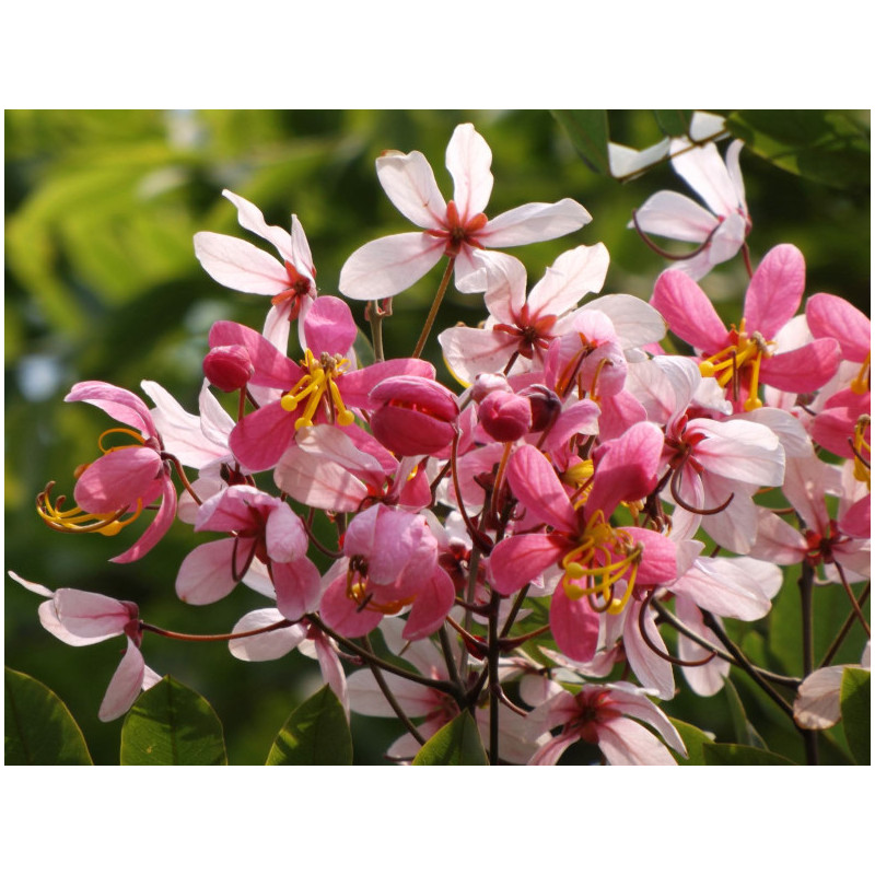 CASSIA JAVANICA Cassia javanica