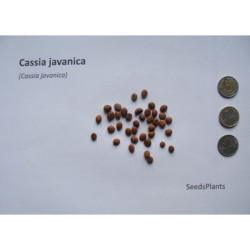 CASSIA JAVANICA Cassia javanica