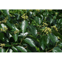 HOWENIA ACERBA Hovenia acerba