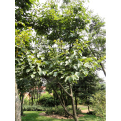 HOWENIA ACERBA Hovenia acerba