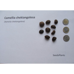 KAMELIA CHEKIANGOLESA Camellia chekiangolesa