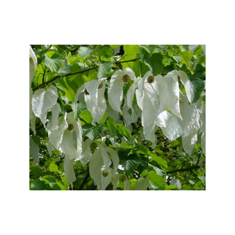 DAWIDIA CHIŃSKA Davidia involucrata