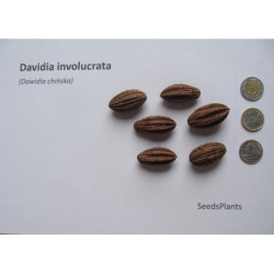 DAWIDIA CHIŃSKA Davidia involucrata