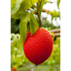 PRZEPĘKLA INDOCHIŃSKA Momordica cochinchinensis