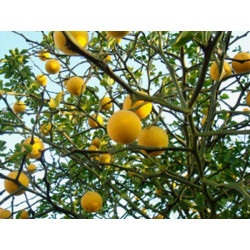 POMARAŃCZA TRÓJLISTKOWA Poncirus trifoliata