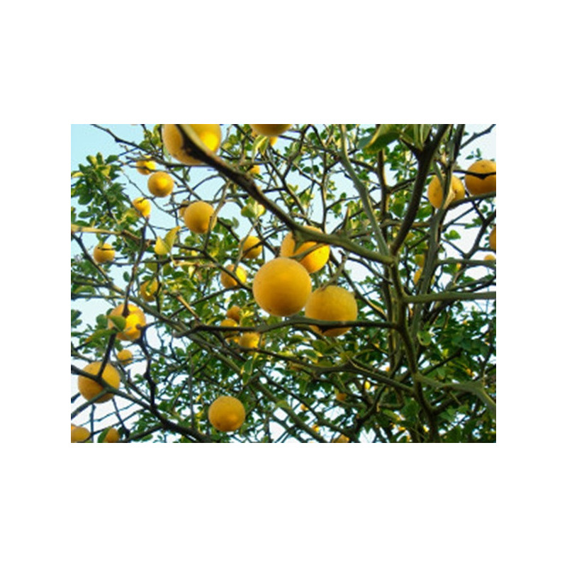 POMARAŃCZA TRÓJLISTKOWA Poncirus trifoliata