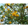POMARAŃCZA TRÓJLISTKOWA Poncirus trifoliata