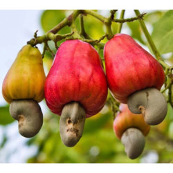 NANERCZ ZACHODNI Anacardium occidentale