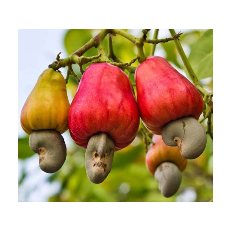 NANERCZ ZACHODNI Anacardium occidentale