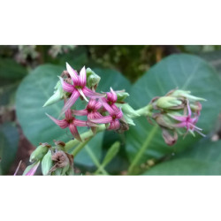 NANERCZ ZACHODNI Anacardium occidentale