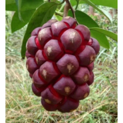 KADSURA COCCINEA Kadsura coccinea