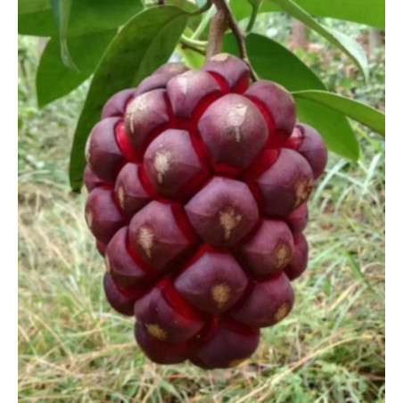 KADSURA COCCINEA Kadsura coccinea