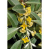 OLIWNIK WĄSKOLISTNY Eleagnus angustifolia
