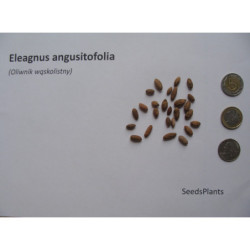 OLIWNIK WĄSKOLISTNY Eleagnus angustifolia