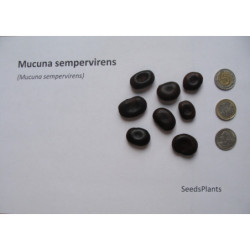 MUCUNA SEMPERVIRENS Mucuna sempervirens