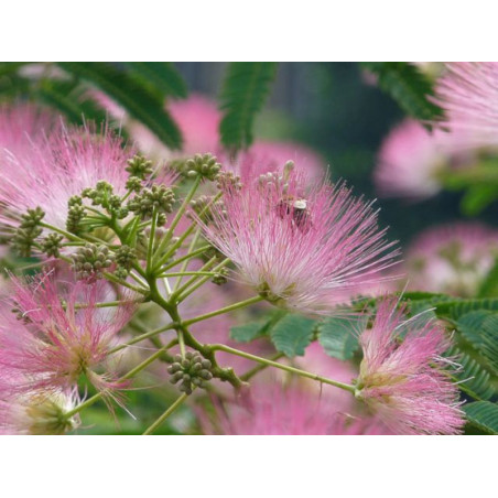 ALBICJA JEDWABISTA Albizia julibrissin