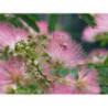 ALBICJA JEDWABISTA Albizia julibrissin