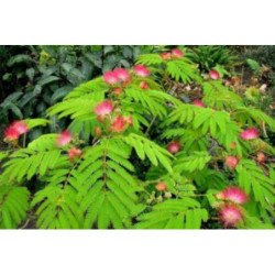 ALBICJA JEDWABISTA Albizia julibrissin