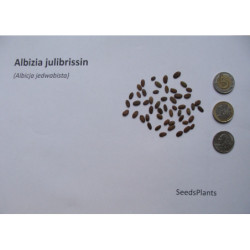 ALBICJA JEDWABISTA Albizia julibrissin