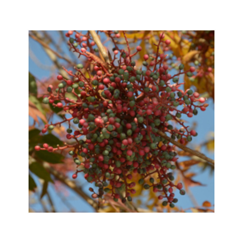 PISTACJA CHIŃSKA Pistacia chinensis