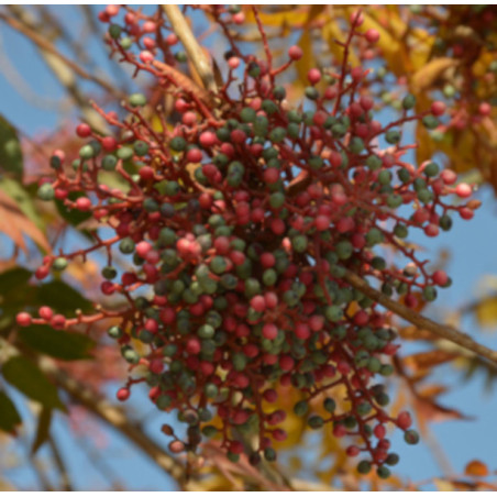 PISTACJA CHIŃSKA Pistacia chinensis