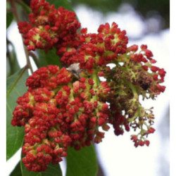 PISTACJA CHIŃSKA Pistacia chinensis