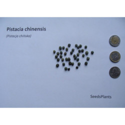 PISTACJA CHIŃSKA Pistacia chinensis