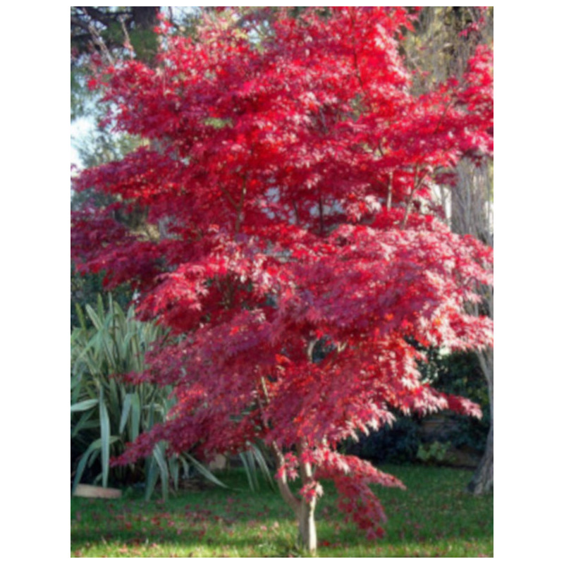 KLON PALMOWY Acer palmatum