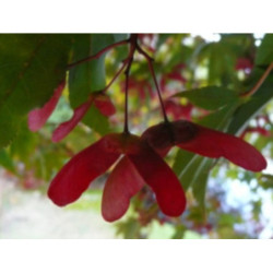 KLON PALMOWY Acer palmatum