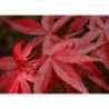 KLON PALMOWY Acer palmatum