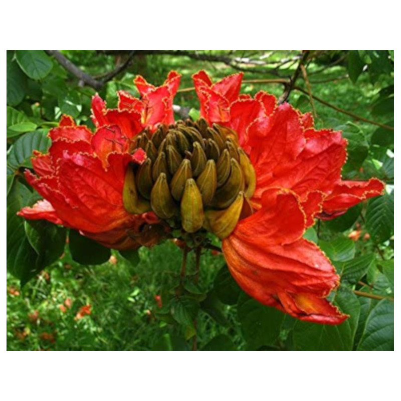 TULIPAN AFRYKAŃSKI Spathodea campanulata