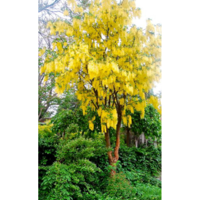 ZŁOTOKAP POSPOLITY Laburnum anagyroides