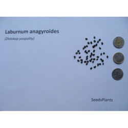 ZŁOTOKAP POSPOLITY Laburnum anagyroides