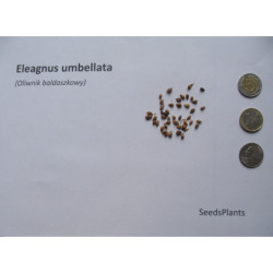OLIWNIK BALDASZKOWY Eleagnus umbellata