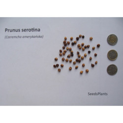 CZEREMCHA AMERYKAŃSKA Prunus serotina